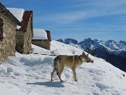 34 Laika al guinzaglio...passa un altro cane 